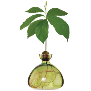 Ilex Studio Avocado Vase